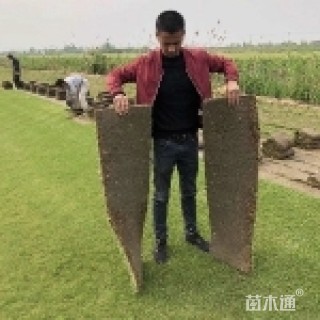 草卷状百慕大草