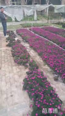 高度10厘米欧石竹