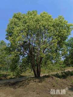 100公分丛生香樟