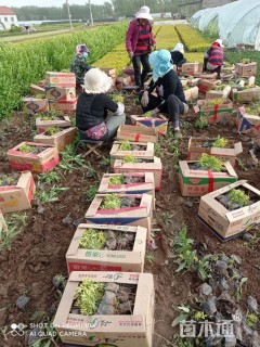 高度40厘米金叶莸