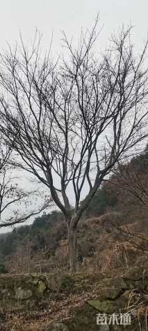 15公分红枫