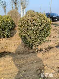 冠幅80厘米小叶黄杨球