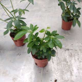 高度15厘米鸭脚木