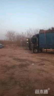 高度40厘米金叶水蜡