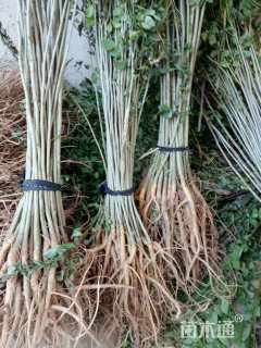 高度60厘米紫穗槐