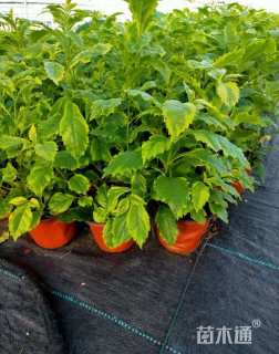 高度25厘米花叶假连翘