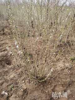 高度200厘米郁李