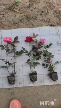 高度35厘米大花月季