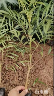 高度40厘米十大功劳