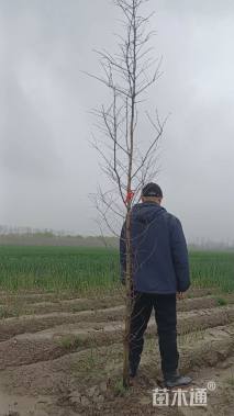 高度200厘米水杉小苗