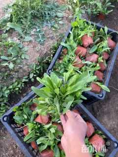 高度20厘米鼠尾草