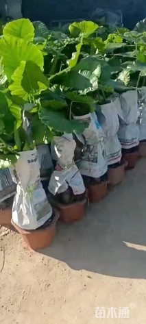 高度100厘米海芋