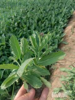 高度20厘米马鞭草