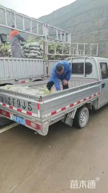 高度45厘米银姬小蜡