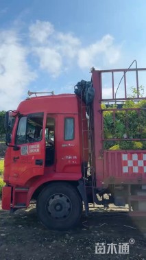 高度40厘米金边假连翘