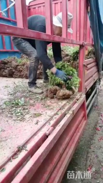 高度15厘米毛鹃小苗