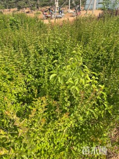 高度80厘米糯米条