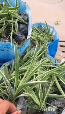 高度15厘米吊兰