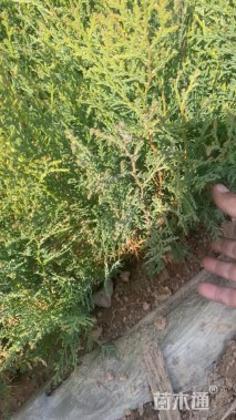 高度40厘米侧柏