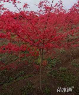 10公分日本红枫
