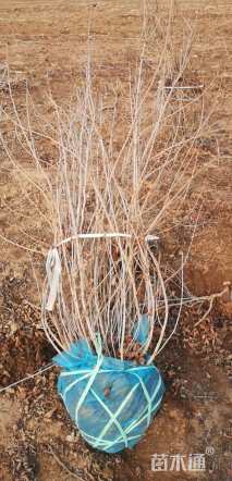 高度120厘米锦带花