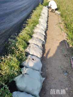 高度40厘米小丑火棘小苗