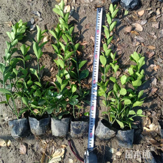 高度20厘米冬青小苗