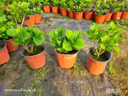 高度40厘米绣球