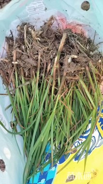 高度40厘米香蒲