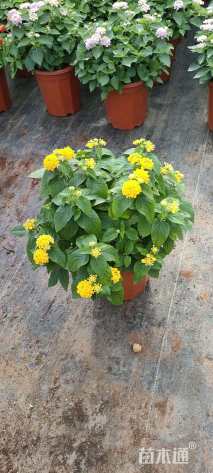 高度25厘米福禄考