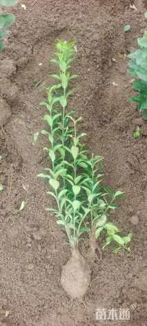 高度45厘米大叶黄杨