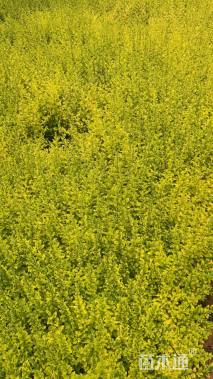 高度30厘米亮金女贞