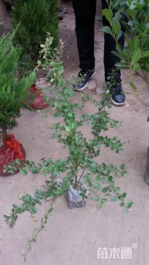 高度40厘米火棘