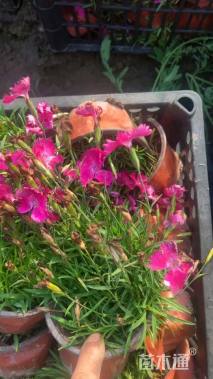 高度28厘米欧石竹