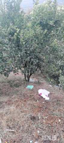 高度200厘米柑橘