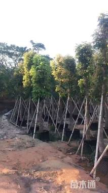 12公分海南红豆