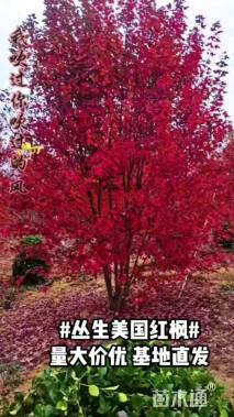 高度500厘米丛生美国红枫