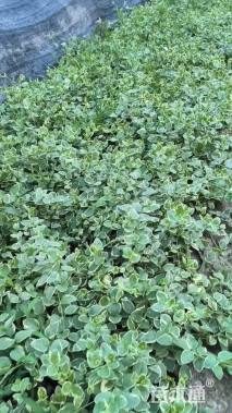 高度50厘米花叶蔓长春