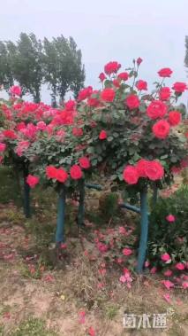 高度160厘米月季