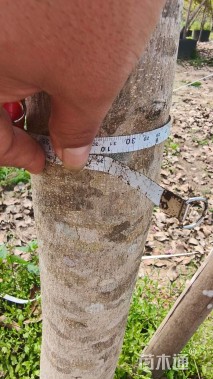 10公分紫花风铃木