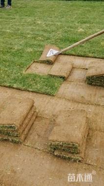 草卷状中华结缕草