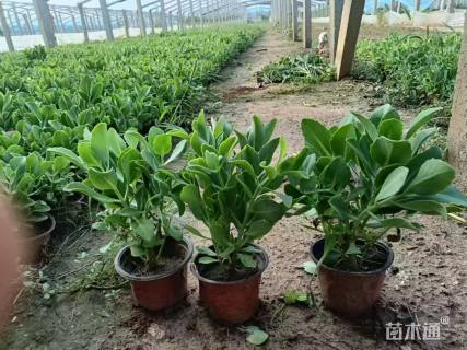 高度25厘米八宝景天