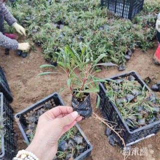 高度12厘米红花山桃草