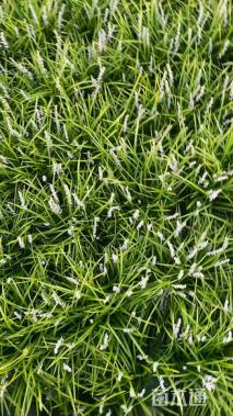 高度25厘米中叶麦冬