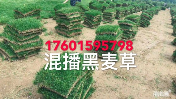 混播黑麦草