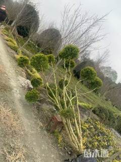 8公分造型亮晶女贞