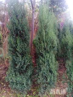 高度150厘米圆柏