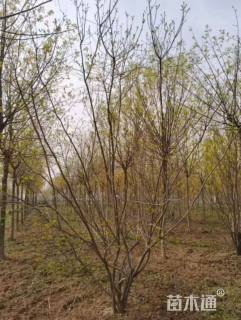 高度300厘米丛生黄栌