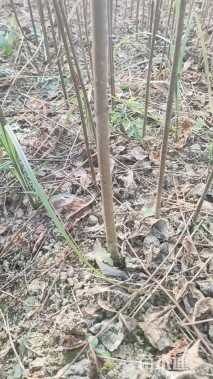 高度100厘米栾树小苗