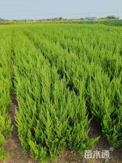 高度50厘米小龙柏